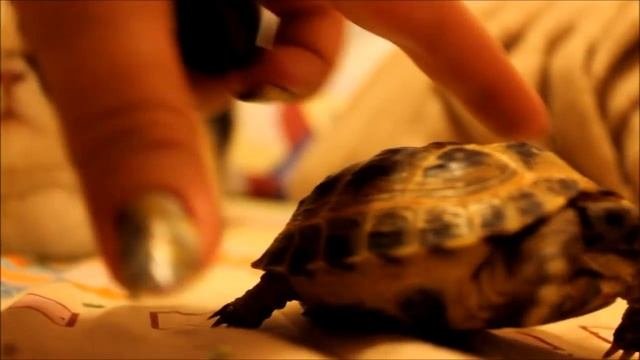 Сухопутная (среднеазиатская)  черепаха Дюк.