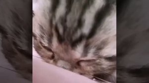 Трогательное видео!!!! Как плачет котик