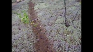 Прогулка на лодке, SUZUKI DF 6  (На природе в Коми!)