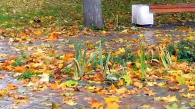 Цветаевский праздник в Тарусе. Октябрь 2011 Часть 1 смотреть онлайн