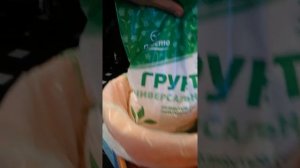 Как вырастить кедр из семечка