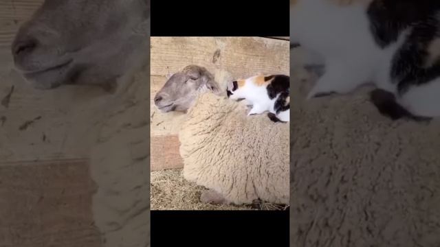 Что называется стрижёт овец Смешные животные смотреть онлайн