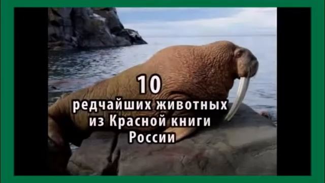 красная книга россии mp4 2 смотреть онлайн