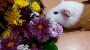 Юлия Селиверстова - Хороши весной в саду цветочки