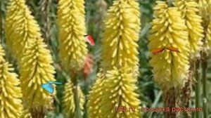 Книфофия гибридная Персис Прайд (kniphofia) ? обзор: как сажать, рассада книфофии Персис Прайд