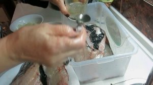 Как сделать балык с толстолоба -вяление толстолоба  Balik Fish salmon from the silver carp