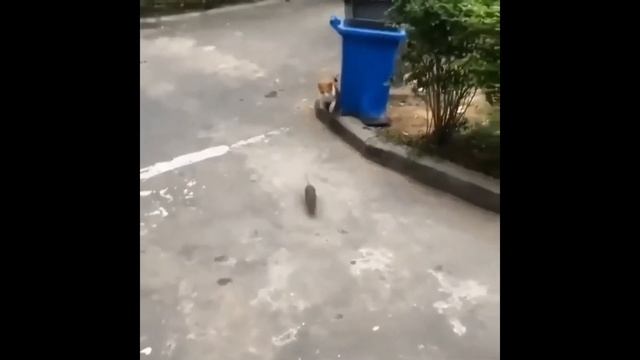 кот убегает от крысы жизнь животных кот боится крысы агрессивная крыса смотреть онлайн