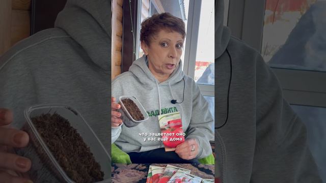 Рассада ТОМАТОВ! не ТОРОПИТЕСЬ! #рассада #рассадатоматов #рассадапомидор #томаты смотреть онлайн