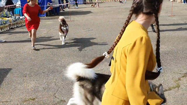 Армавир 2019/ МОНО СЕС/ СРАВНЕНИЕ на лпп смотреть онлайн