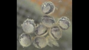 Икринки Стурисомы от нереста до выклева личинок.