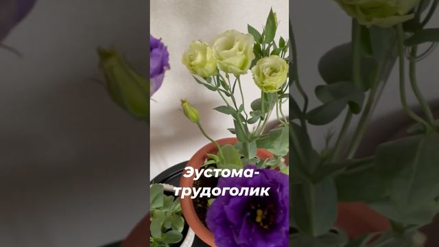 Эустома - это самый красивый и долгожданный цветок 🌺