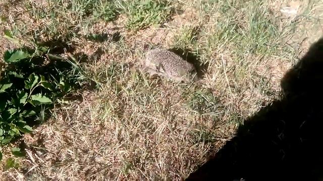 Неожиданная встреча в парке, еж, ежик смотреть онлайн