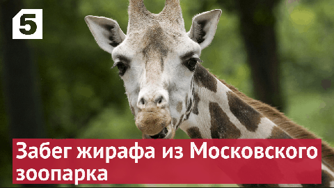 Забег жирафа из Московского зоопарка - плавно и величественно