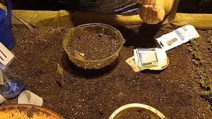 Агератум (Ageratum) посев семян в подготовленную землю
