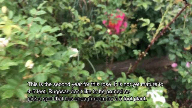 Blanc Double de Coubert Rugosa Rose in the Garden смотреть онлайн