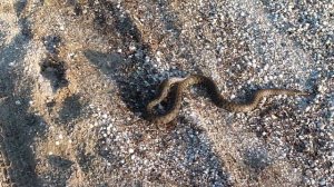 чем питаются змеи