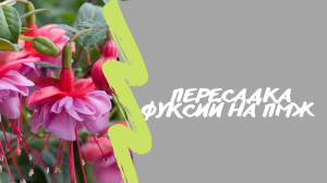 Пересадка фуксий на ПМЖ.