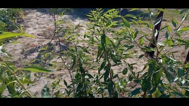 Миндаль Вайро.Поздноцветущие сорта. смотреть онлайн