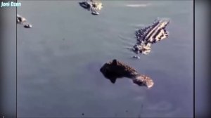 Тигр в деле! Тигр против крокодила, медведя , слона..