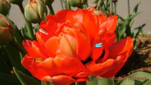 Тюльпан махровый Миранда (tulipa tyulpan) ? Миранда обзор: как сажать, луковицы тюльпаны Миранда