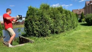 Thuja Brabant hedge trimming. Изгородь из Туи Брабант. Лёгкая летняя стрижка.