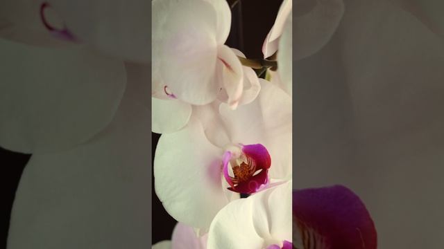 6 простых правил для выращивания орхидей и будут постоянно цвести