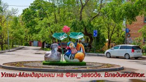 Утки мандаринки на Фанзаводе. Владивосток видео.