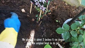 Planting Clematis 'Princess Kate' - Royal Collection Clematis - 2023 blooms |  zone 7b
