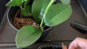 【 Hoya soil mix and planting Hoya AUSTRALIS 】 ホヤの土作りとホヤ・オーストラリスの植え付け