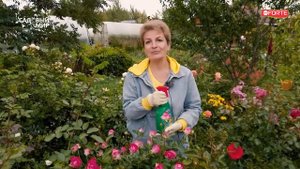 Избавляемся от тли, паутинного клеща и других насекомых на садовом участке