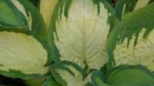 Hosta Pauls Glory