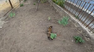 УСТАНОВКА АВТОМАТИКИ НА РАСПАШНЫЕ ВОРОТА