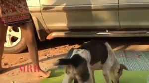 WANITA CANTIK VS ANJING 2018