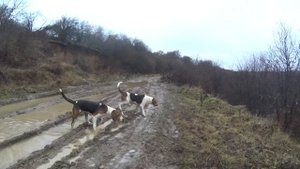 Щенки гончей Нагонка в 7 месяцев Крымск