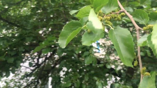 Сага о Лисичанской шелковице... смотреть онлайн