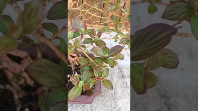 Cornus sanguinea bonsai - radici su roccia