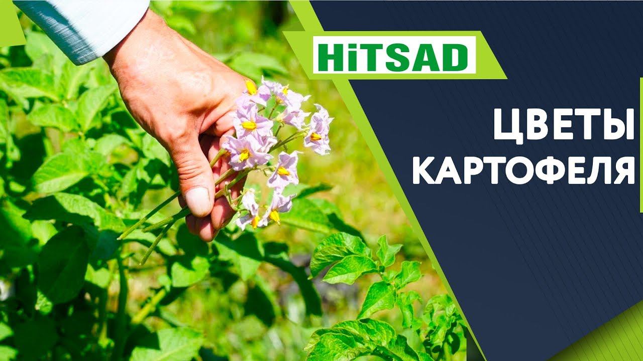 Срочно!! Обрывайте цветы картофеля  КАК Увеличить Урожай Картофеля