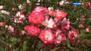 Royal Botanic Gardens Kew UK Красивая планета Великобритания Королевские ботанические сады Кью
