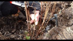 Укрытие клематисов на зиму!!!  Так делаю я!!!