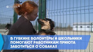 В Губкине волонтёры и школьники помогают работникам приюта заботиться о собаках