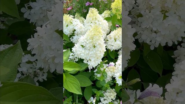 hydrangea "sweet summer" in summer