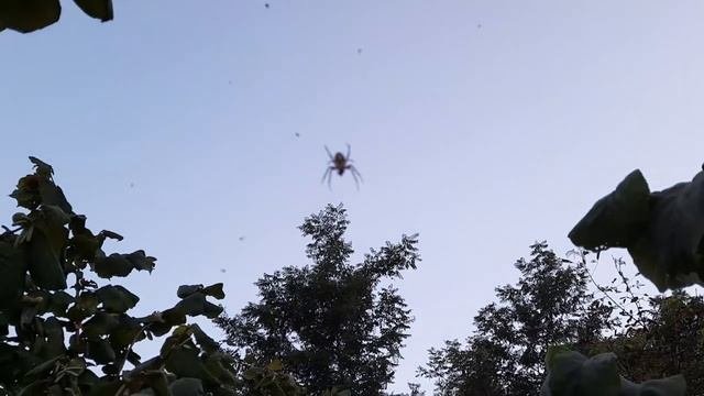 Паук  на паутине поедает свою жертву