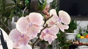 ?Орхидеи и все о них/ОТВЕТЫ НА ВАШИ ВОПРОСЫ/Многие услышат ценную информацию про уход о ОРХИДЕЯХ