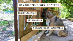 НОРВЕЖСКАЯ ЛАЙКА или ЭЛКХАУНД