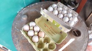 Ломан Вайт - лучшая курица несушка!
