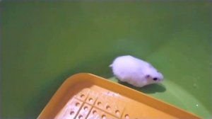 Хомяк пищит почему