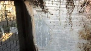 Почему не стоит использовать поликарбонат в клетках для кроликов