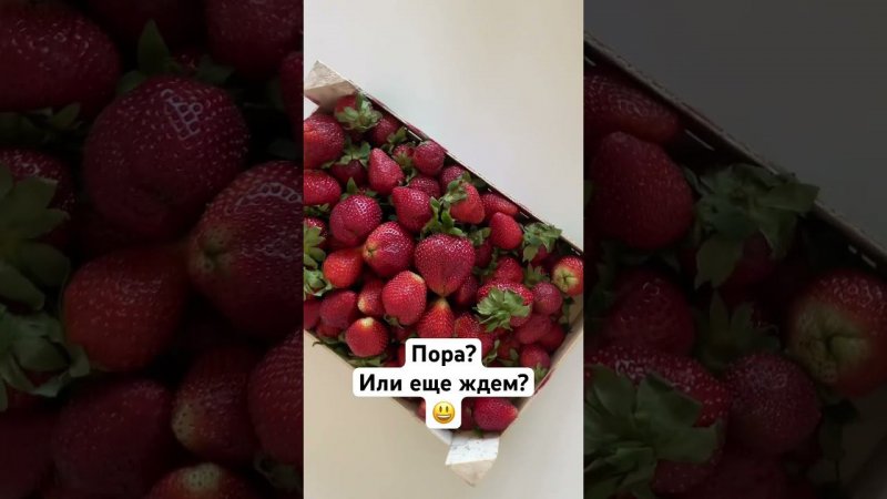 Сезон клубники открыт? #strawberry