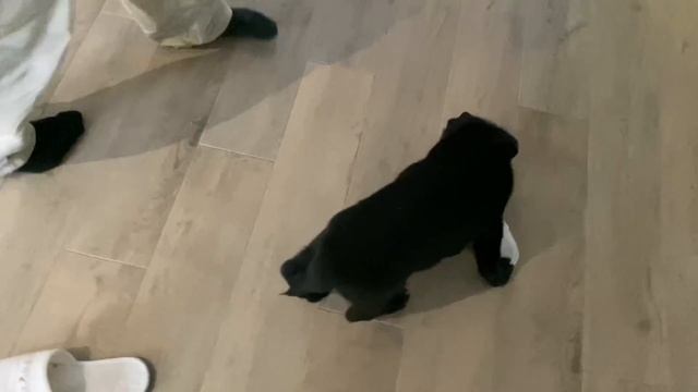 Воспитание щенка немецкой овчарки на карантине смотреть онлайн