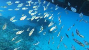 Поиск Морской Коровы Дюгонь в Марса Алам/Египет бухта Марса Мубарак